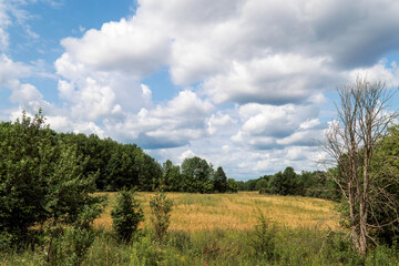 Obraz premium A farm field in summer, surrounded by woods, under a puffy clouds blue sky.