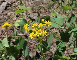 Lambs tongue ragwort wildflower growing in Colorado. The scientific name is Senecio integerrimus .