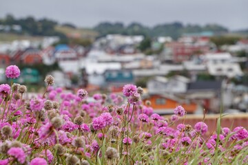 pink flowers in the foreground with the city in the background