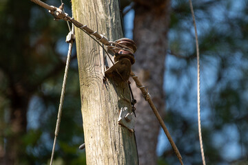 Neutral Insulator on Utility Pole