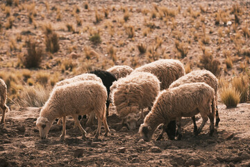 Sheep Herd