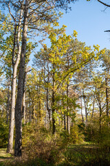 Fototapeta premium A tree in a forest
