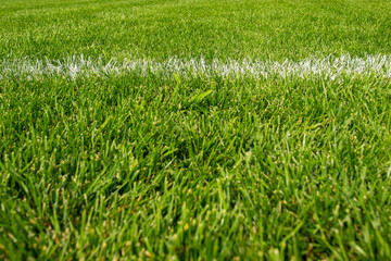 Soccer Field. Football Pitch. Green Grass Background