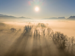 Aerial of misty morning with bare trees above layer of fog in sun and empty vineyard