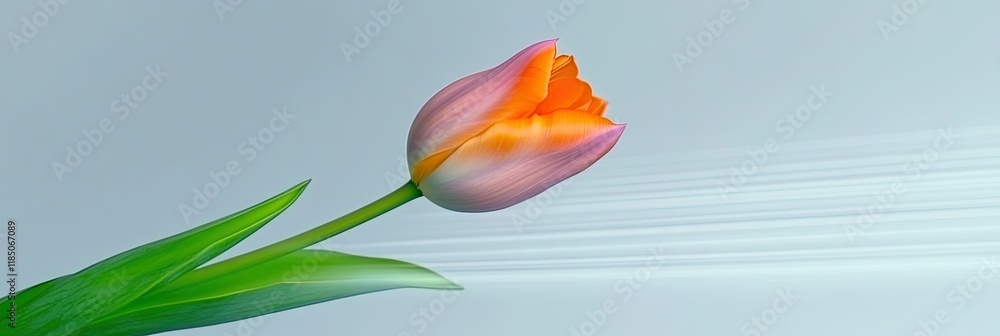Poster delicate tulip bloom showcasing vibrant colors on a clean white background for a minimalistic touch