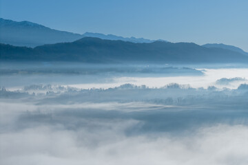 Aerial of misty morning with bare trees above layer of fog in sun hills