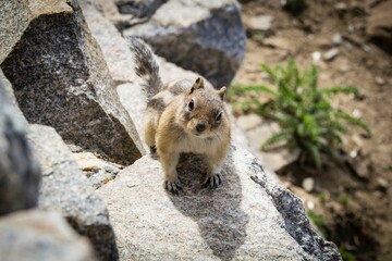 Montana mountain ground squirrel looking up.