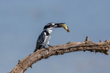 Pied kingfisher with a tiny fish in its mouth