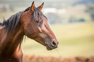 Brown horse with black mane