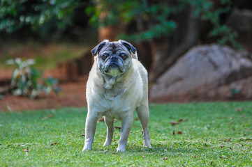 Obraz premium A feisty old pug in a garden 