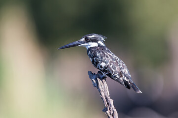 Pied kingfisher sitting on a branch