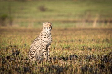 A cheetah sitting in burnt grass