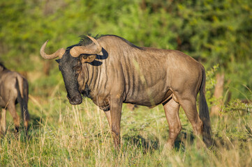 Wildebeest standing in the african bush