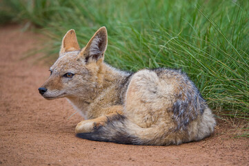 Black backed jackal sitting on dirt