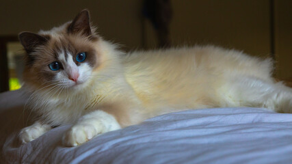 Cute Ragdoll cat laying on the bed.