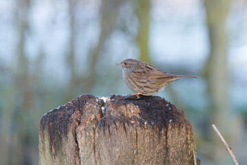 Wren bird on a fence post