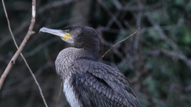 juvenile cormorant at rest on a windy day