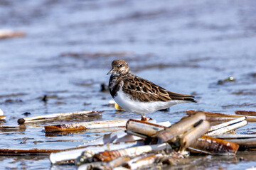 Turnstone (Arenaria interpres) - Found in rocky shores and tidal flats, Bull Island, Dublin, Ireland.