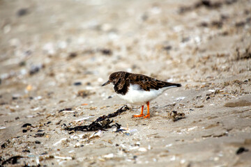 Turnstone (Arenaria interpres) - Found in rocky shores and tidal flats, Bull Island, Dublin, Ireland.
