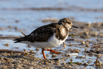 Turnstone (Arenaria interpres) - Found in rocky shores and tidal flats, Bull Island, Dublin, Ireland.