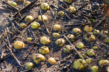 Small apples in flood water