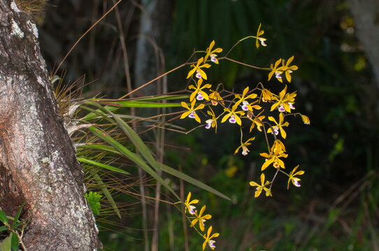 Butterfly orchid, Encyclia tampensis, growing on a tree in the wild in Florida. A branched inflorescence of golden yellow flowers and slender leaves.