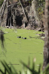 turtles on the water