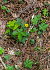 Cinquefoil, Potentilla simplex, on the forest floor in the Great Smoky Mountains. A single five-petal yellow flower with several five-leaf runners.