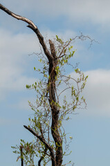 Smilax laurifolia, Laurel Greenbriar, climbs high up a snag against a blue sky. A native vine is found along the coastal plains of the southeast US.
