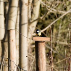Blue Tit perched on a fence post