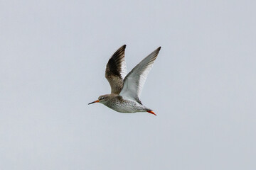 Redshank (Tringa totanus) - Found in tidal flats and saltmarshes, Bull Island, Dublin, Ireland.