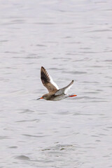 Redshank (Tringa totanus) - Found in tidal flats and saltmarshes, Bull Island, Dublin, Ireland.