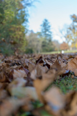 beautiful autumn