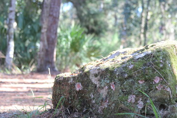 moss on tree stump
