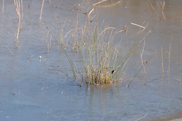 Dry reed bed in a frozen lake