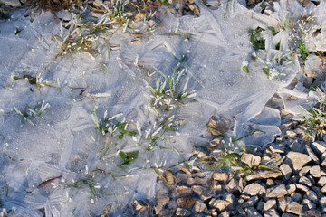 Grass in a frozen puddle