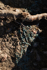 Showcasing the Intricate Roots and Lush Greenery Flourishing in their Natural Habitat