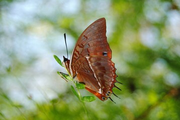 brown butterfly sitting on leaf