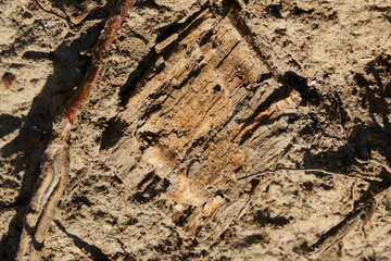 An Abstract Natural Texture Found in Both Wood and Soil Surfaces, Showcasing Natures Beauty