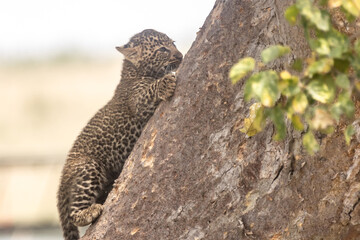 Leopardenbaby am Baum