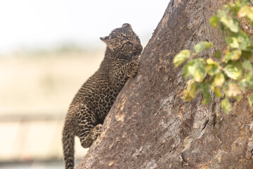 Leopardenbaby am Baum