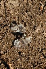 Delicate Fragments on Earth Natures Intriguing and Beautiful Patterns Revealed in Detail