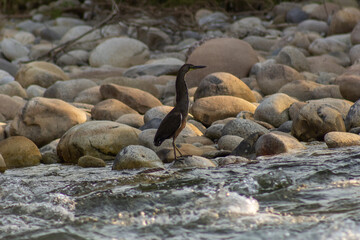 Fototapeta premium Great Blue Heron, Ardea herodias, single bird in water,