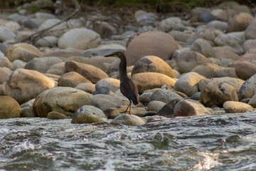 Great Blue Heron, Ardea herodias, single bird in water,