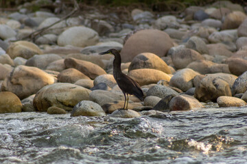 Great Blue Heron, Ardea herodias, single bird in water,
