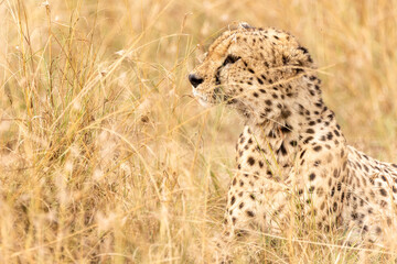 Gepard im hohen Gras