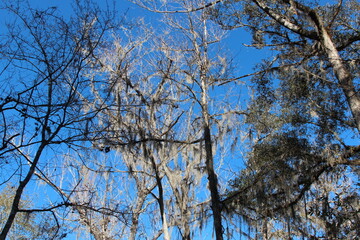 tree branches against blue sky