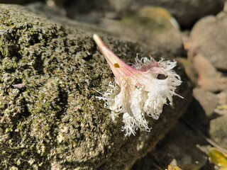 White flowers on a stone floor