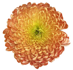 Orange Chrysanthemum flower, Large Chrysanthemum flower isolated on transparent background with clipping path. Orange Chrysanthemum morifolium.