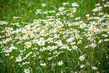 kwiaty na polnej łące 